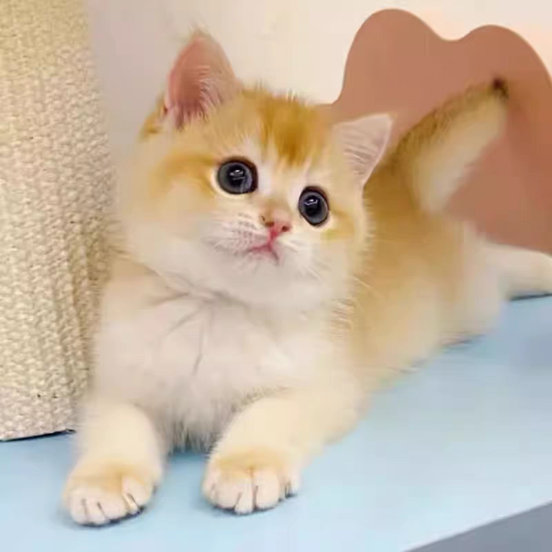 猫舍直销批发价格出售英短金渐层